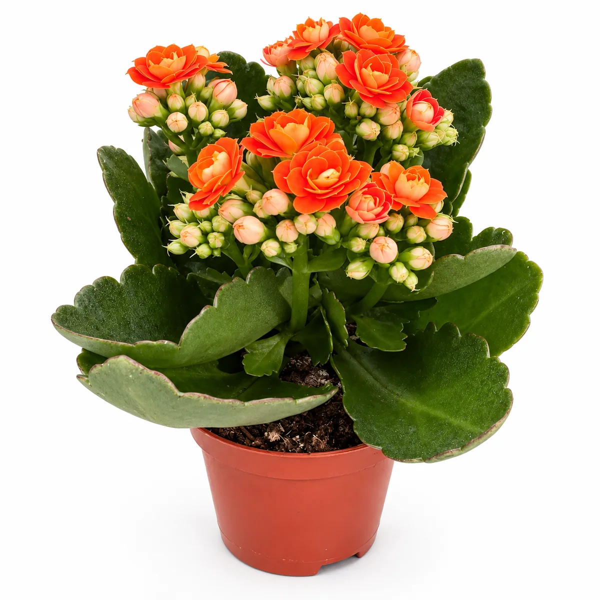 Kalanchoe arancione